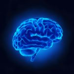 Picture of a brain